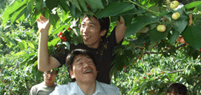 2007年樱桃采摘活动，图为“摘樱桃二人组”